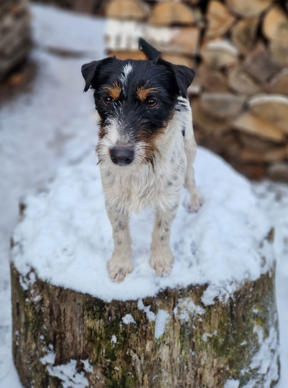 Parson Russell Terrier