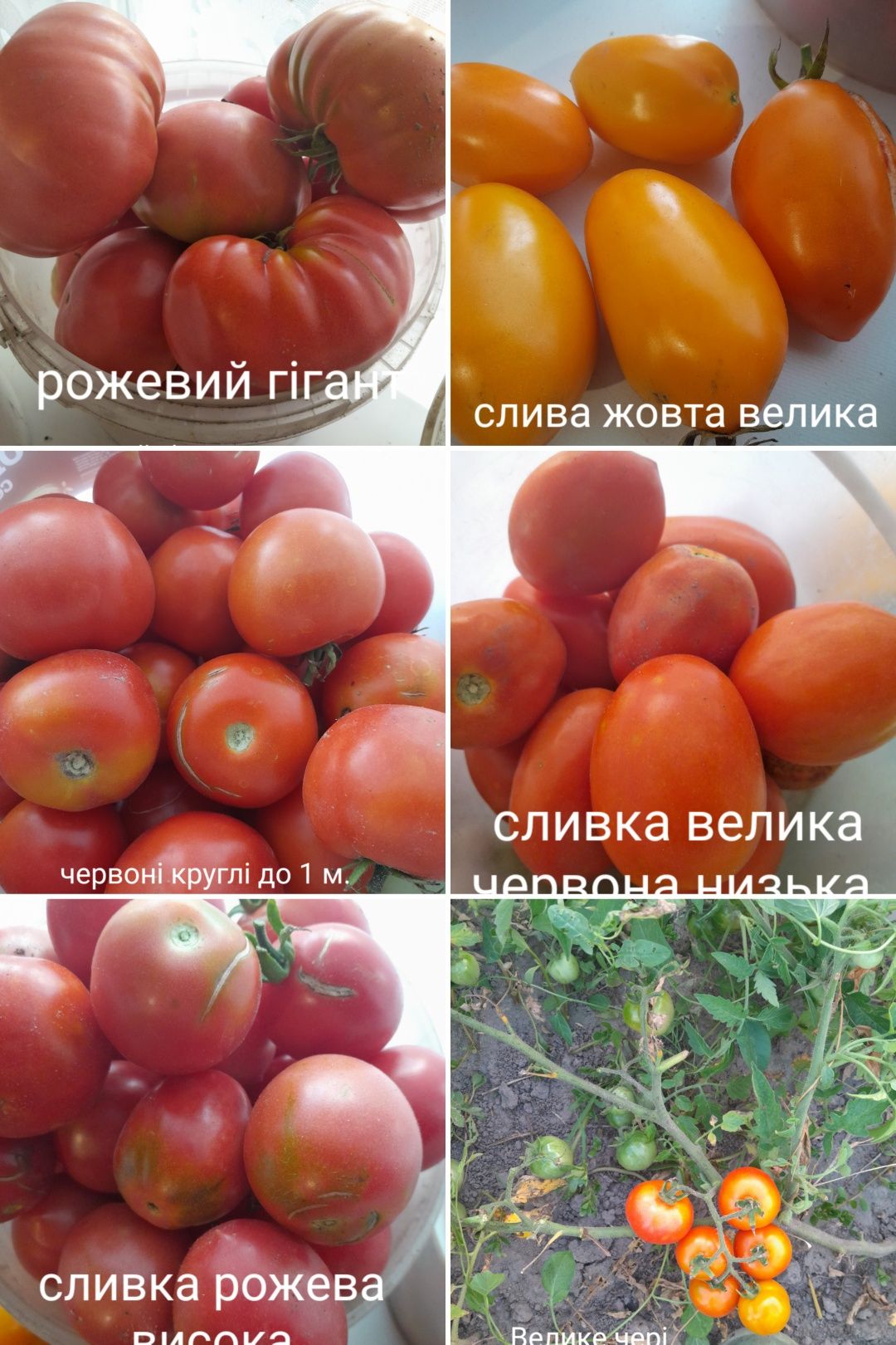 Насіння помідор минулого року.