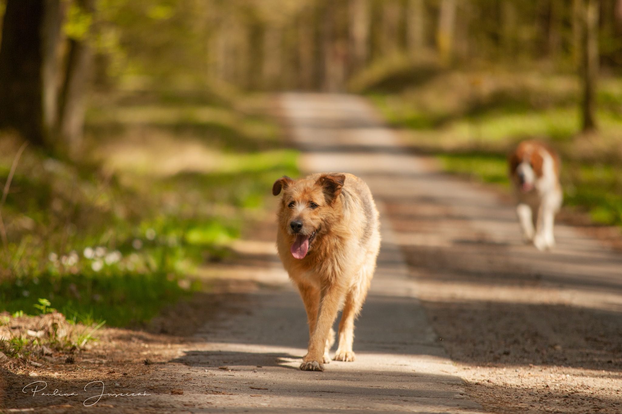 Morel szuka domu! Duży rudy pies do adopcji