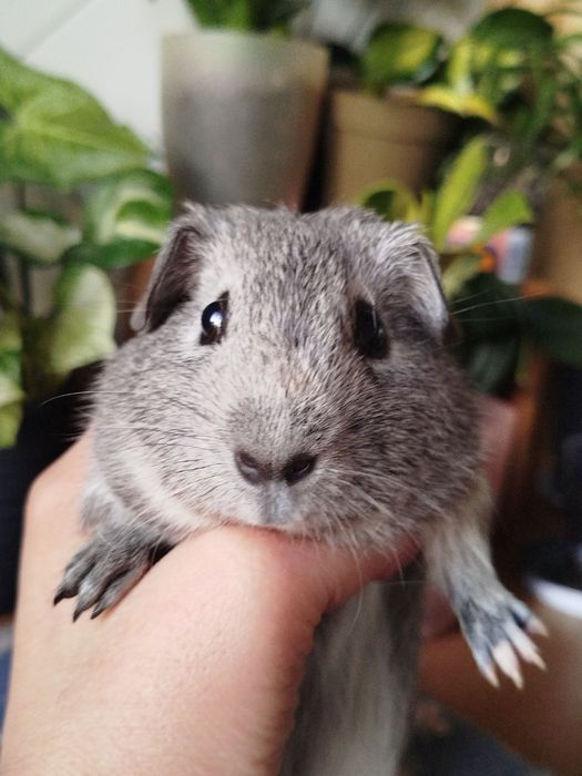 Морська свинка хлопчик