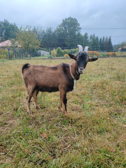 KOZIOŁ 100% ALPEJSKI koziołek cap