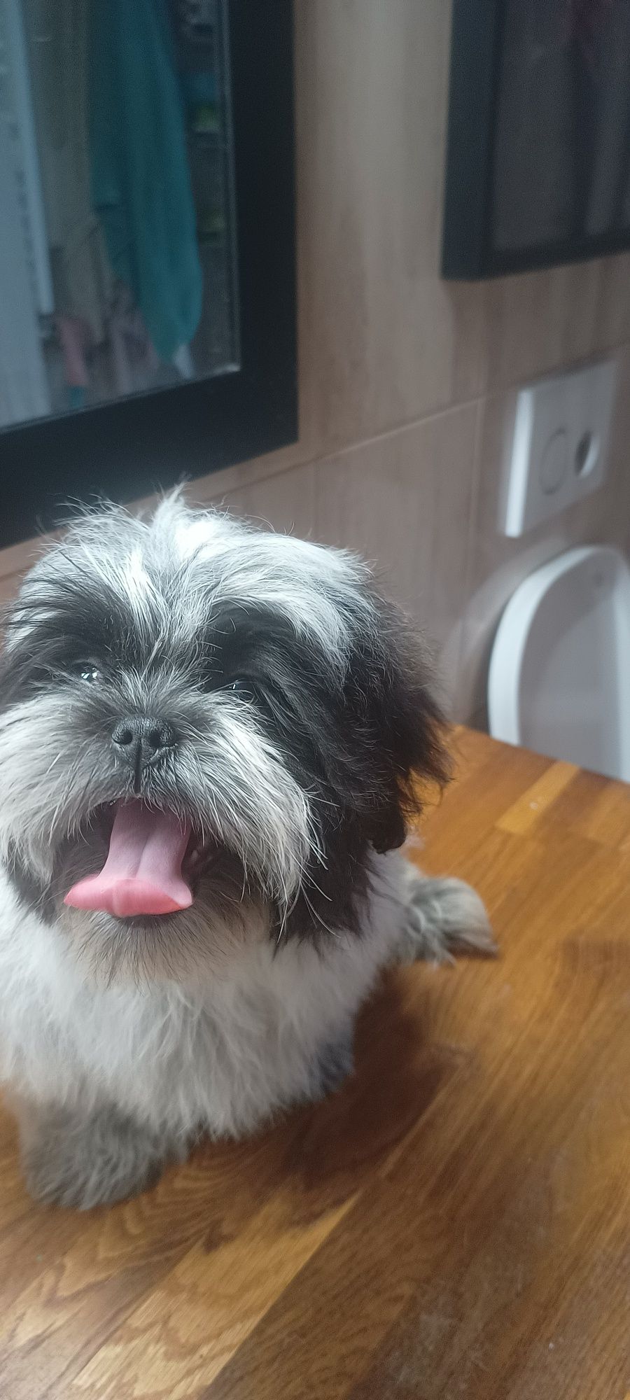 Mal shi, komplet szczepień ( shih tzu, maltańczyk)