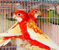 Попугай Розелла пестрая,красная,рубиновая ручные птенцы