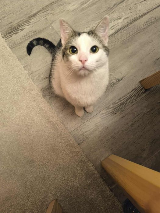 Od miesiąca szukamy jej na cito domku, a tu dalej cisza..