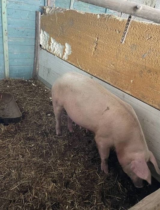 Oddam świnie pilne !