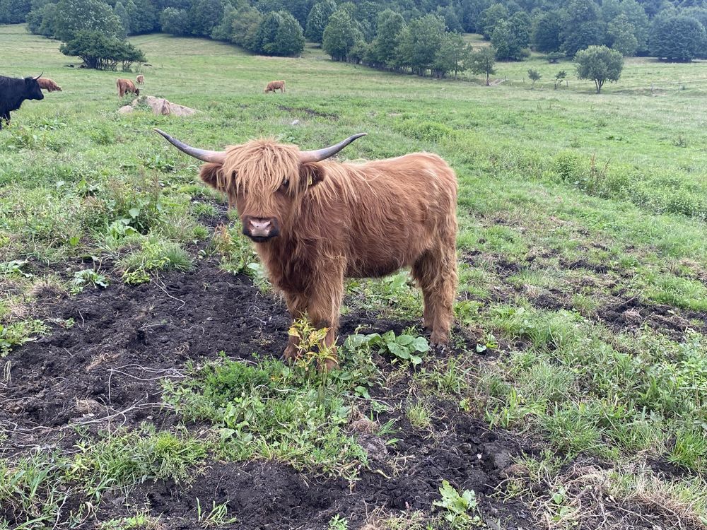 Bydło szkockie highland