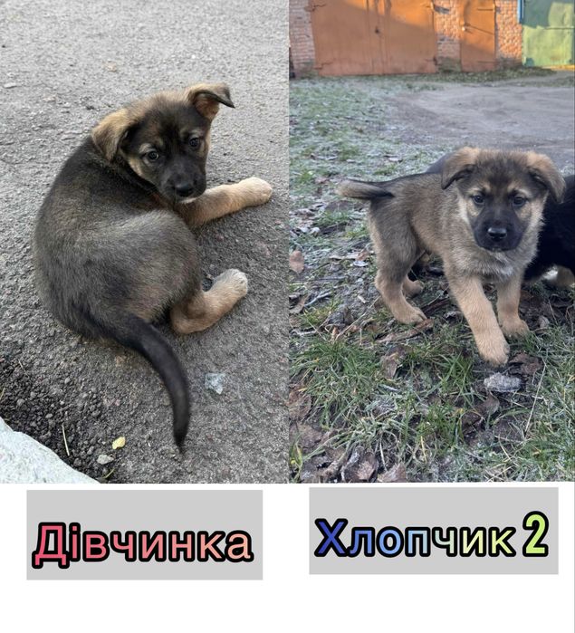 Віддам в добрі руки цуценят