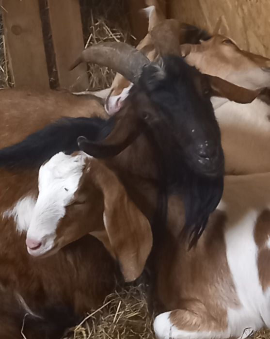 Kozioł Fred zmieni stado.