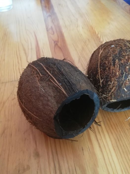 Kokos skorupa do akwarium