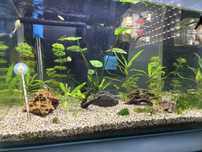 Guppies Endler machos, femeas e alevins recém-nascidos