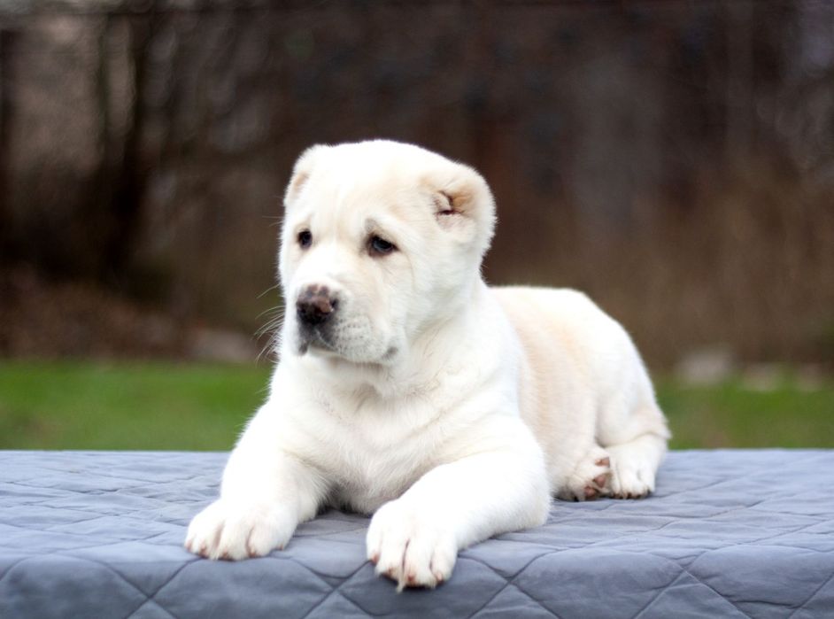 Очаровательная красотка Среднеазиатс