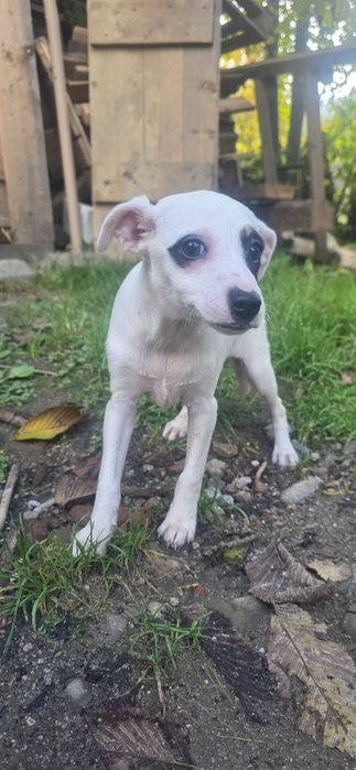 Suczka w typie ratlerka szuka domu