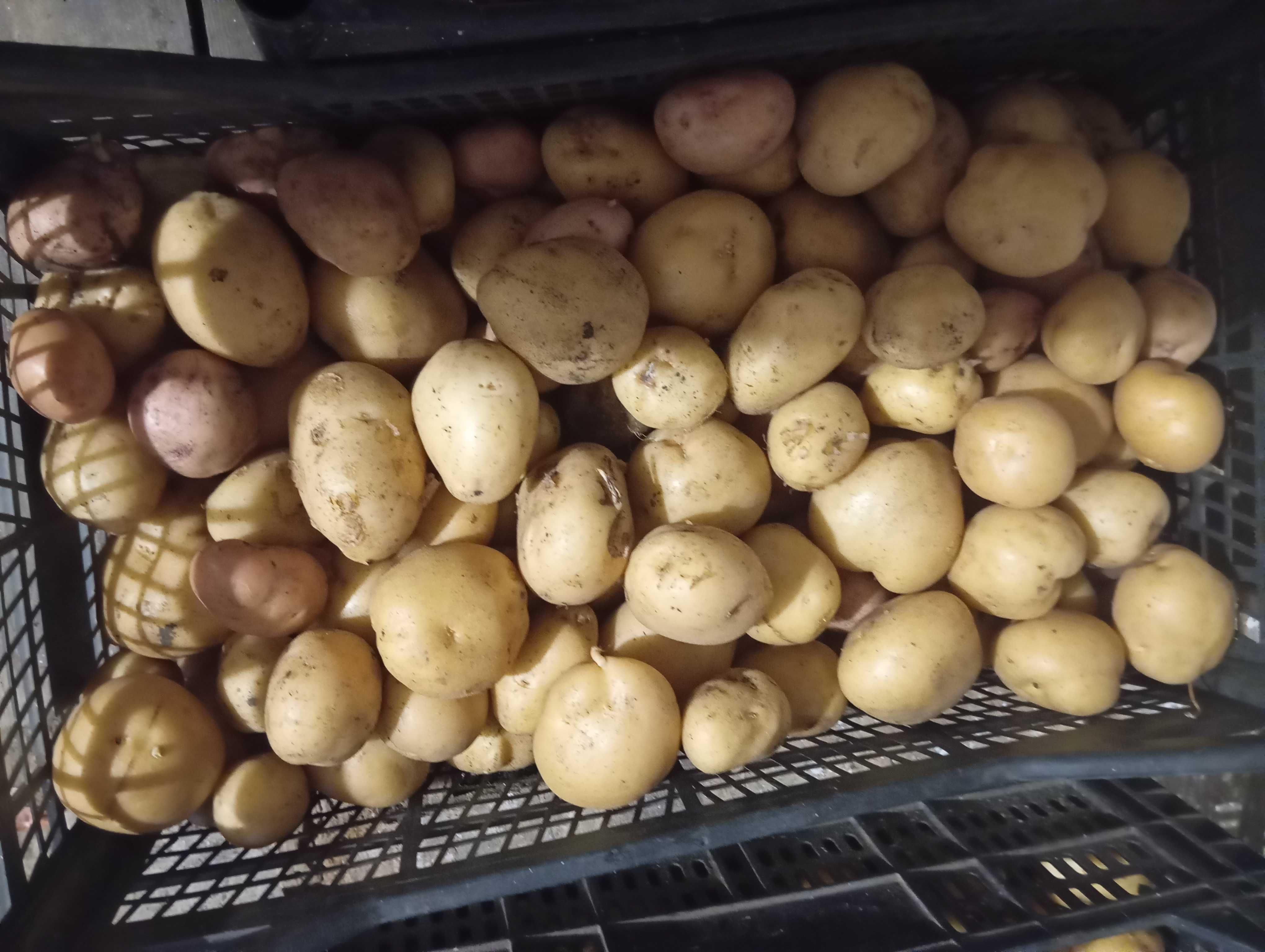 Продам домашнюю картошку и лук