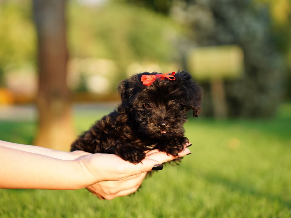 Мальтипу самая веселая порода