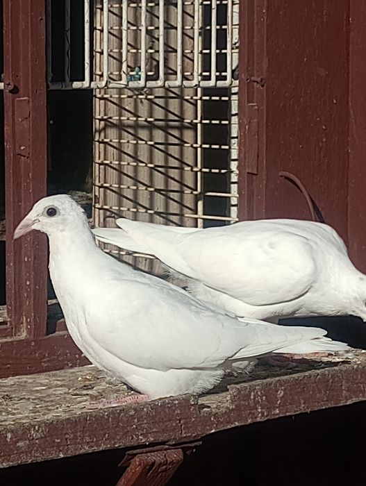 Młode białe gołębie pocztowe