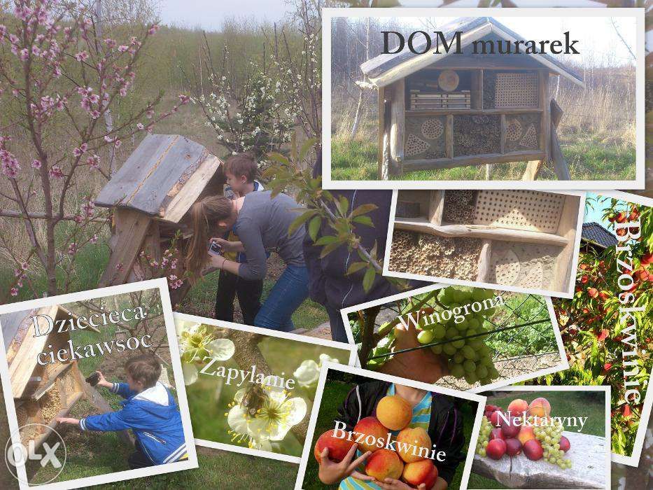 Pszczoła Murarka ogrodowa, kokony