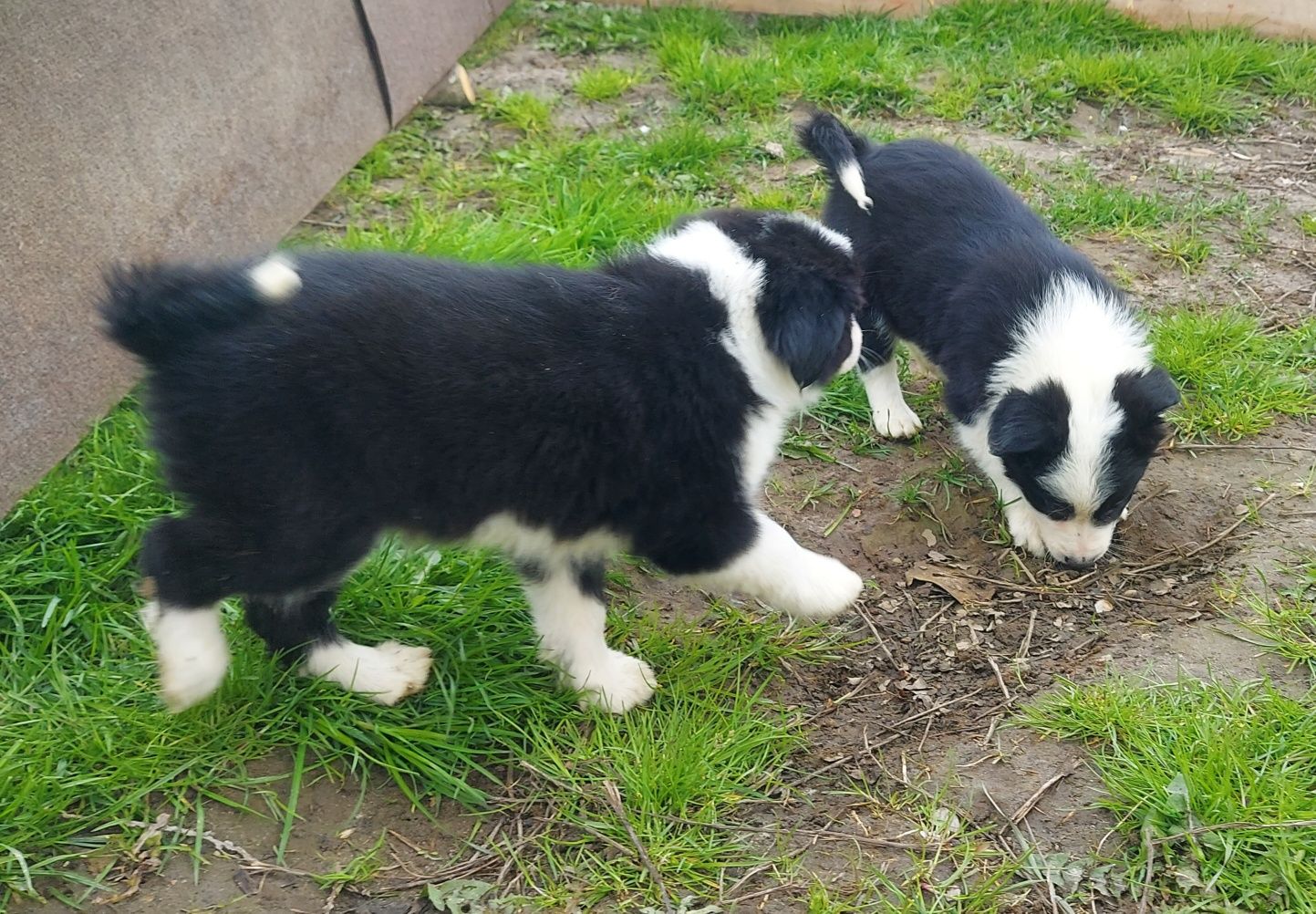 Border Collie samiczka z rodowodem 8 tygodniowa