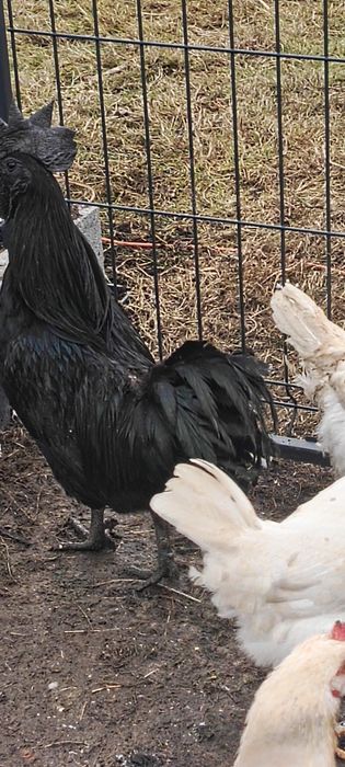 Ayam Cemani - Czarna kura, czarne kości i mięso