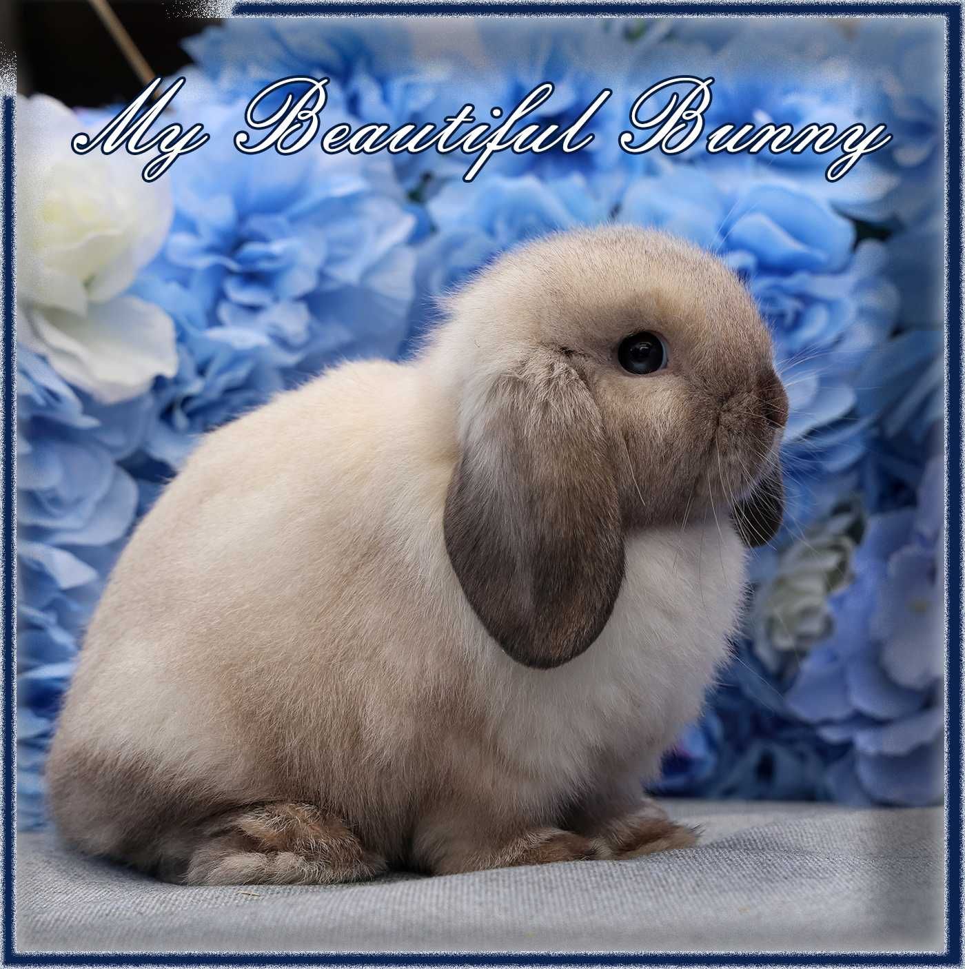 Młody Króliczek 100% Mini Lop - Seal Point