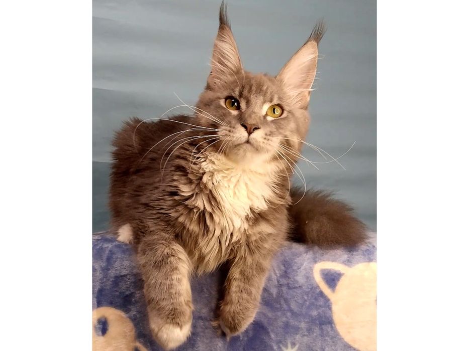 Роскошный котёнок мейн-кун