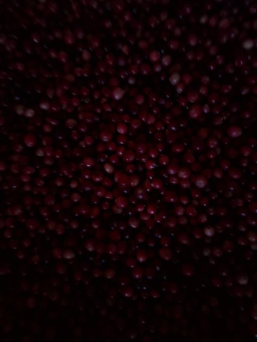 Żurawina bagienna wysyłka