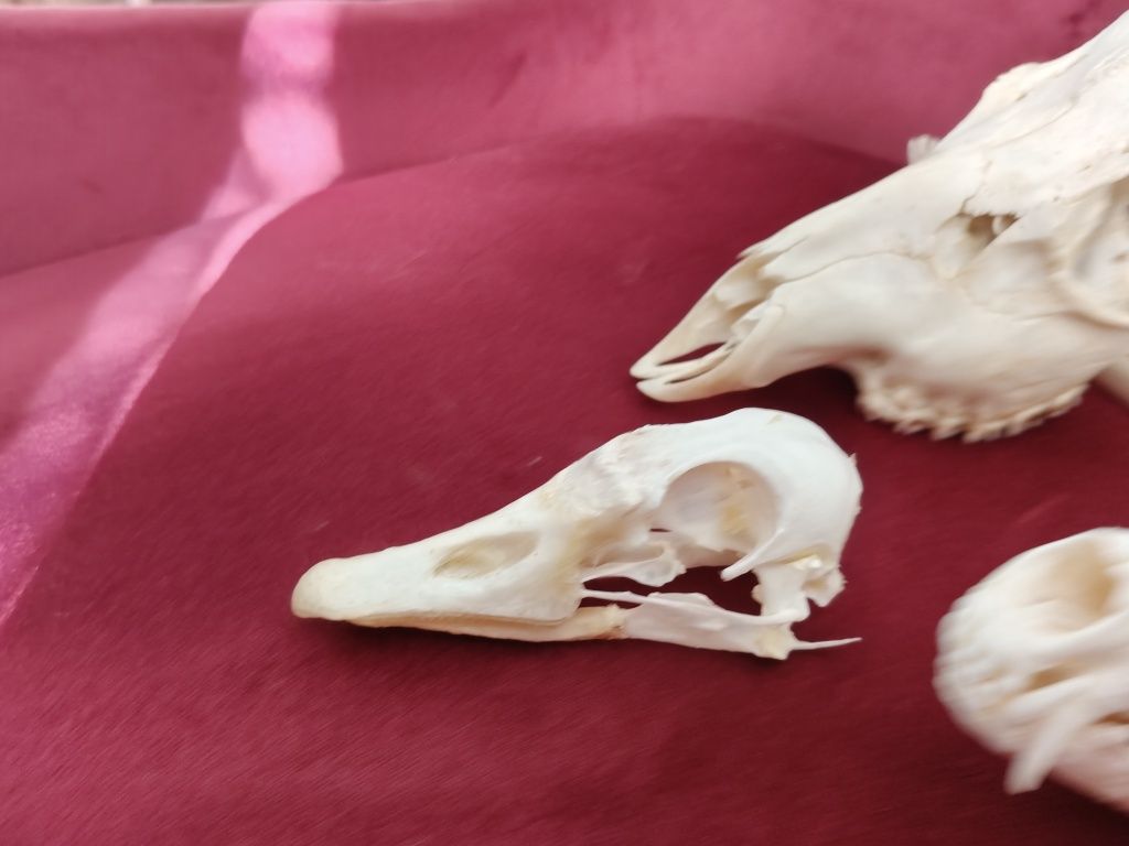 Taxidermy Zestaw Rogacz Lis Gęś