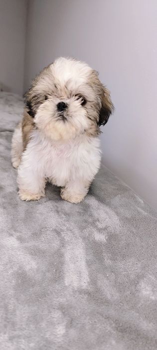 Szuczka shih tzu