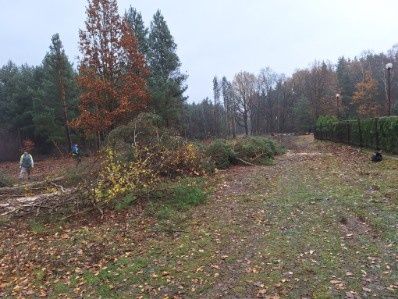 Wycinka drzew Frezowanie pni drzew Mulczer Leśny Mulczer Wgłębny