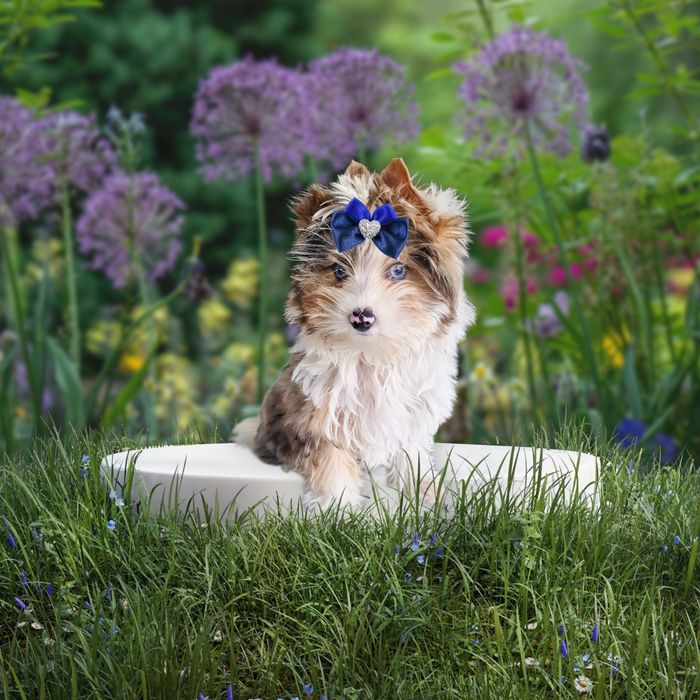 **UNIKAT**chłopczyk YORKSHIRE Terrier z niebieskimi oczkami