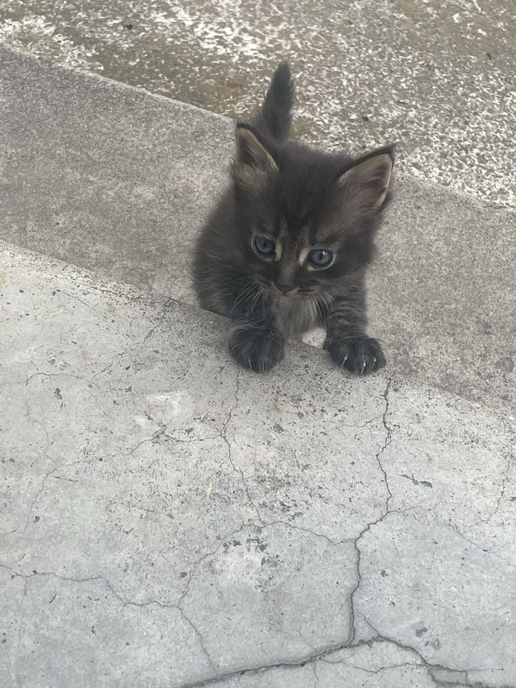 Віддам котиків (світла дівчинка, чорний хлопчик)