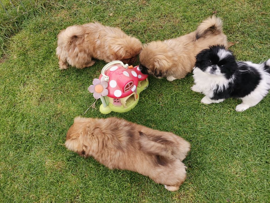 Pekińczyk Pekińczyki  Nie Shih Tzu