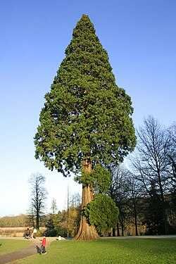 Mamutowiec olbrzymi (Sequoiadendron giganteum)