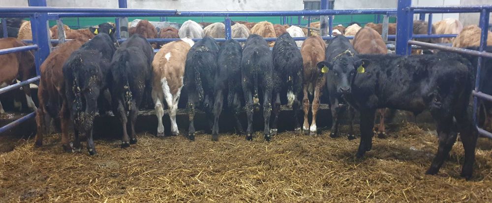 cielęta cielaki cielak żarłaki 130 kg mięsne Limousin Hereford Angus