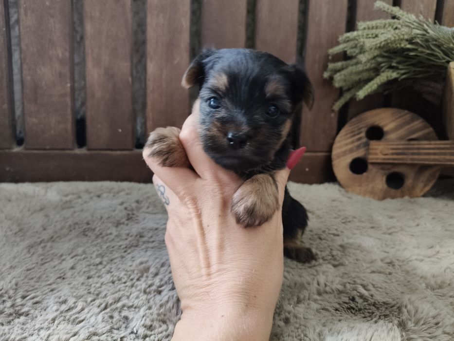 Yorkshire Terrier machinho