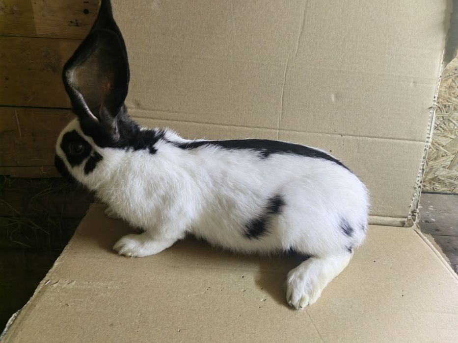 Samce OSC i Samiec Pc