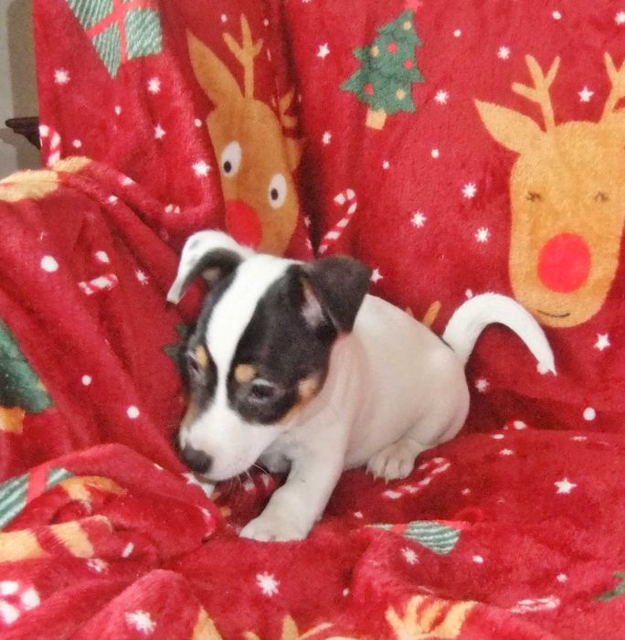 Jack Russel Terrier Fêmea