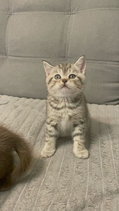 Чистокровні шотландські котята