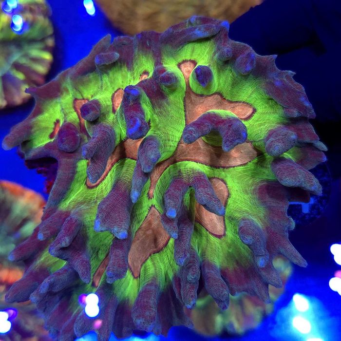 Pectinia Rainbow WYSIWYG #1