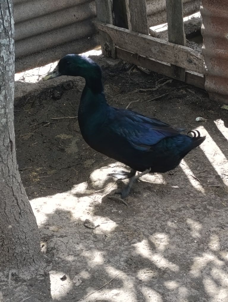 Vendo pato cayuga