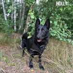 Seniorka owczarka, łagodna Holly szuka domu