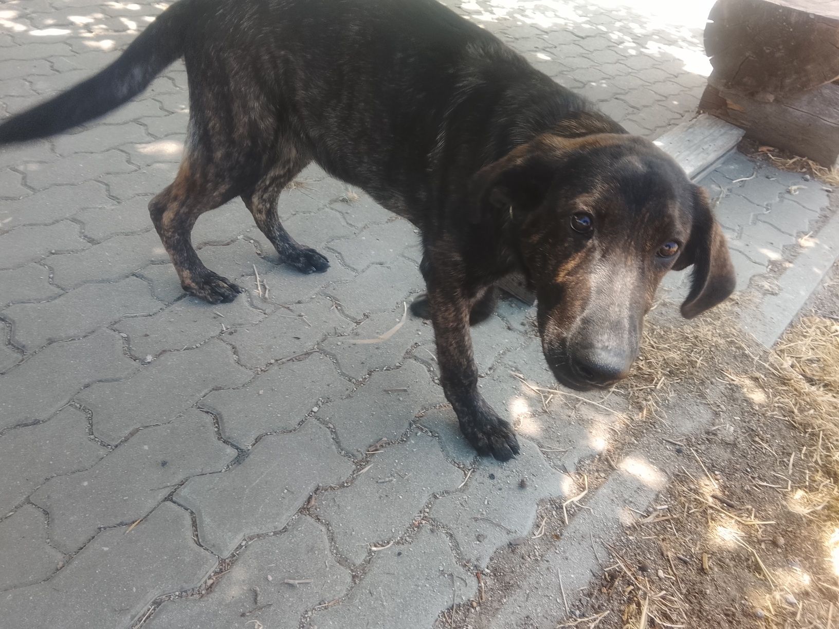 Cão para adopção