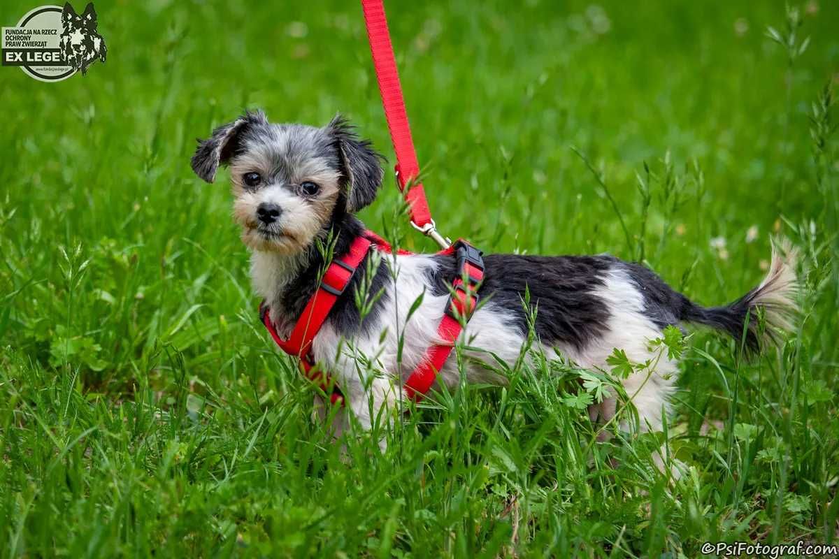 DAISY mała suczka szuka domu