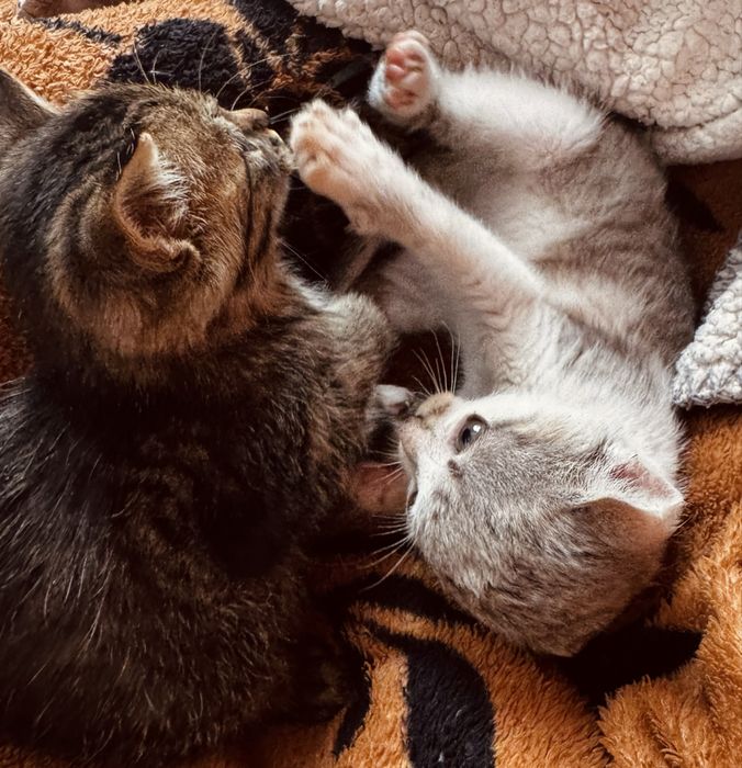 Кошеня, котики віддаємо безкоштовно