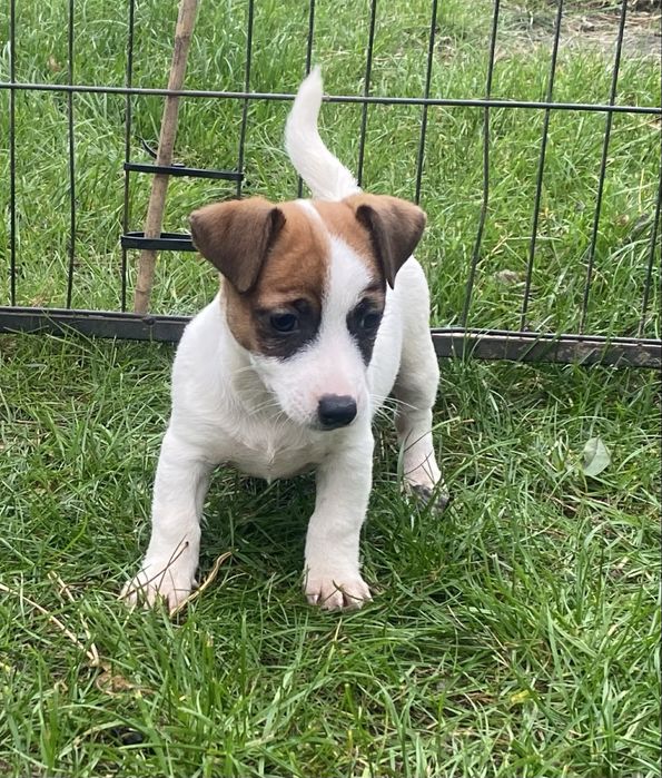 Jack russell terrier - szczeniak