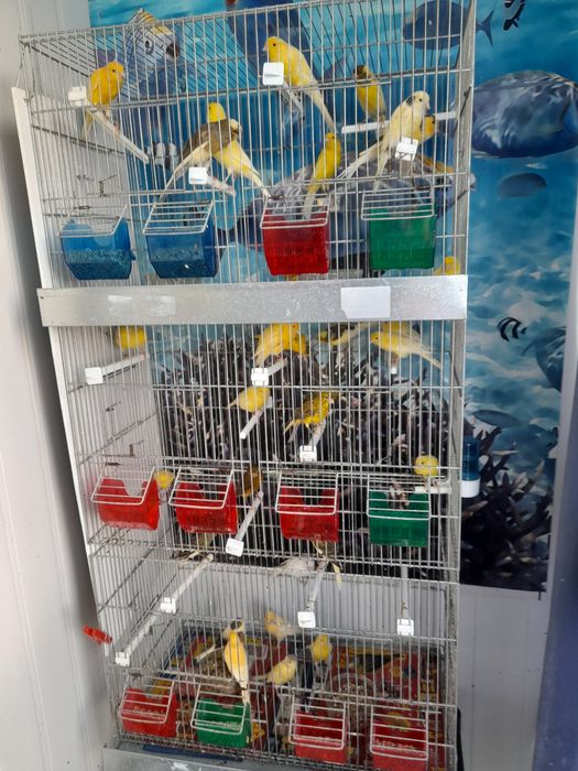 Canarios machos e femeas