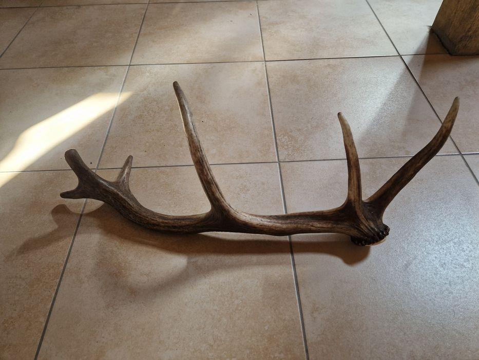 Róg poroże jelenia