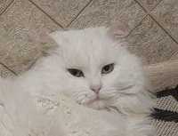 Роскошный белый пушистый котик Беляш  керл ангора  кот