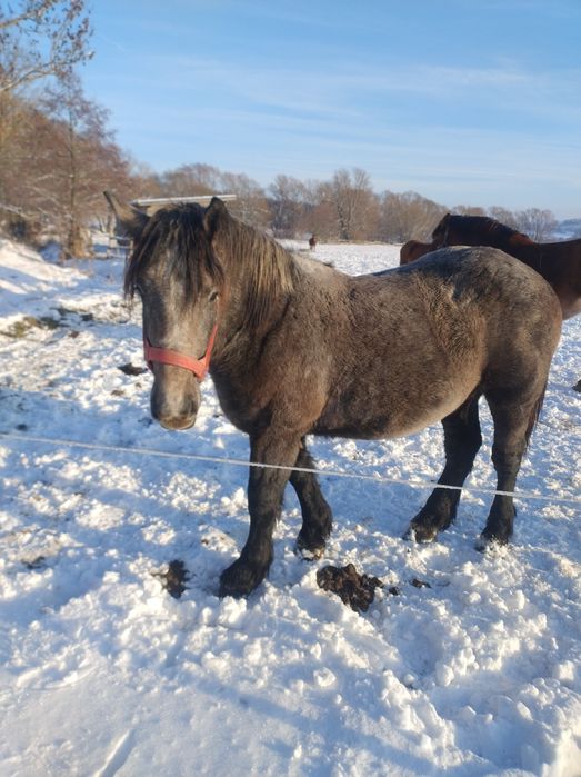 Wałach zminokrwisty