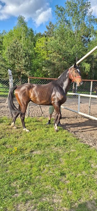Sprzedam klacz 3.5 letnia