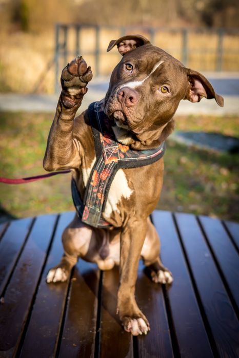 Pitbull  8 miesięcy amstaff american bully pit bull do adopcji